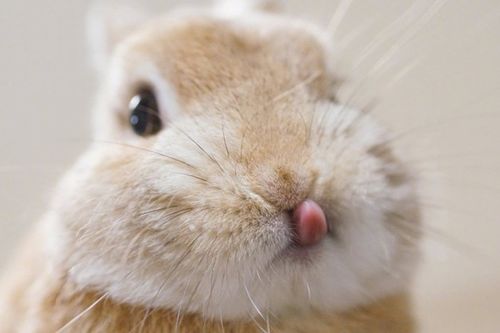 未来养兔人会越来越幸福 