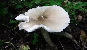 昆明周边最全捡菌子的好去处,趁雨季,赶紧去