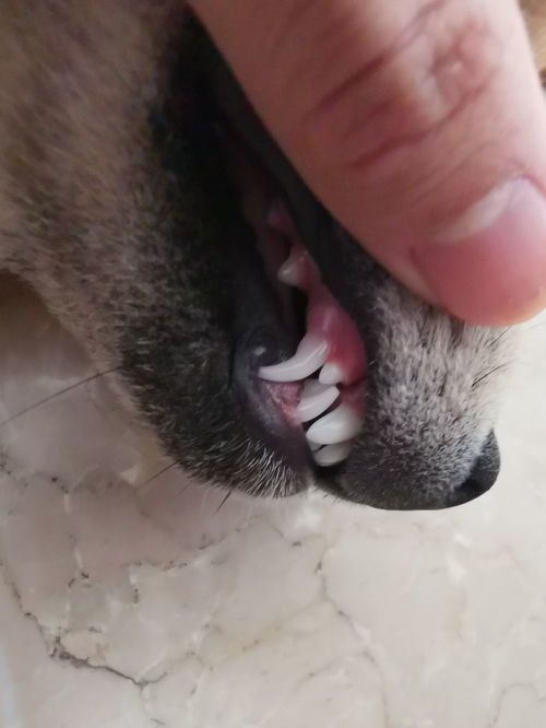 这个是狗狗的双排牙吗 