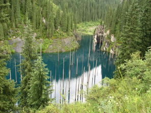 史上最 奇怪 的湖泊,这里的树木都倒过来生长,世界颠倒