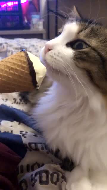 萌猫爱吃冰淇淋 