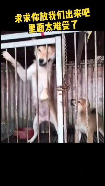 主人把小狗放在笼子里的时候,狗妈妈突然求主人放了小狗,里面应该太难受 狗狗 母爱 爱护动物 