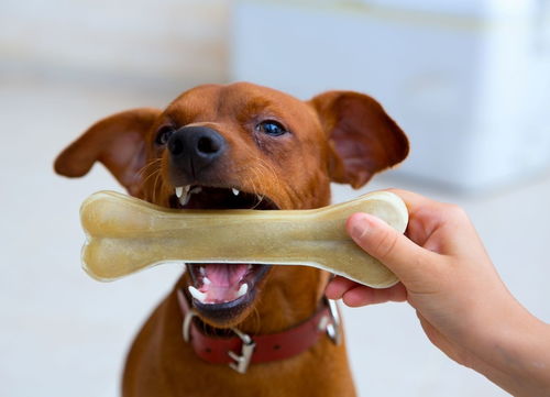 辟谣 发现狗狗掉牙主人只需补钙就可以 做好这些措施可以更健康