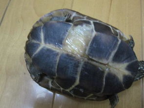 我家的乌龟脱壳了 还是生病了 看照片 