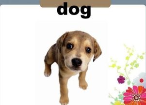 狗的英文单词,狗的英文单词怎么读
