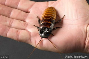 蟑螂养殖老板现场生吃蟑螂 1公斤干虫要卖600元 