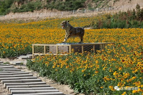 南梁荷花岛八月十八号隆重开业及招聘公告 