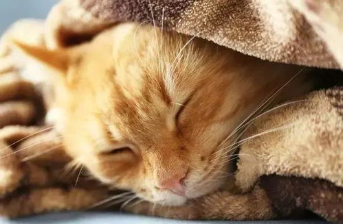怎么判断猫咪发烧,怎么判断猫咪发烧症状