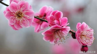 这个夏季桃花朵朵开的四大生肖是什么(桃花夏天开花吗)