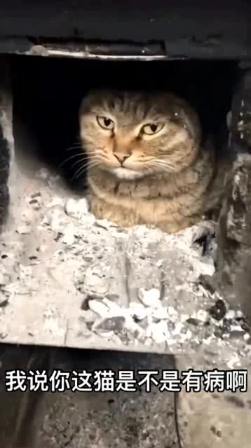 猫咪钻灶火坑,主人被吓一跳,还以为灶王爷显灵了 