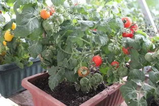 阳台种西红柿只开花不结果 4个技巧让西红柿又大又圆