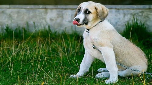 狗狗舔主人意味着什么 吐舌头是在笑 它的嘴巴其实很会说话