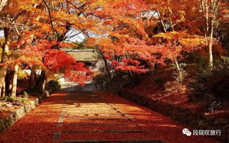 结伴趣旅行招募 看红叶泡温泉拍大片,11月日本赏枫游开始报名啦