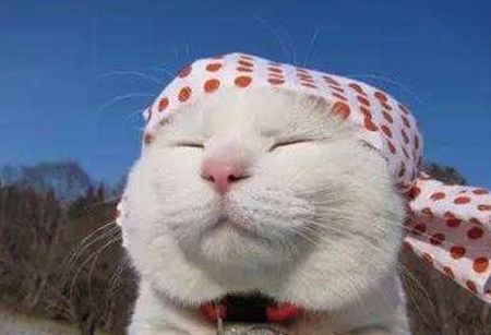养猫知识 日本田园猫感冒了需要补充营养吗