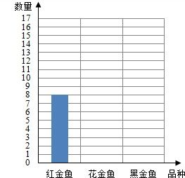 小军养花金鱼的条数是红金鱼的2倍,黑金鱼比花金鱼少4条.在方格纸上分别画出表示花金鱼和黑金鱼条数的直条,并填表.