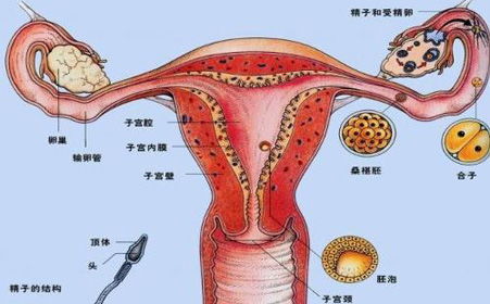 子宫后位怎么办 子宫后位影响怀孕吗