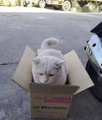 男子纸箱被猫占,直接把猫带回家 进了箱子就是我的猫