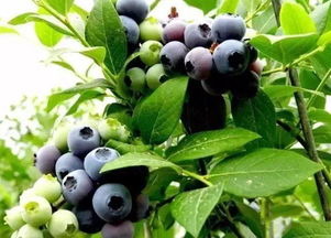 蓝莓果实类型,奥尼尔蓝莓鉴别方法