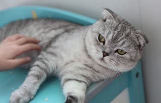猫咪呕吐是什么原因 猫咪毛球症是什么 