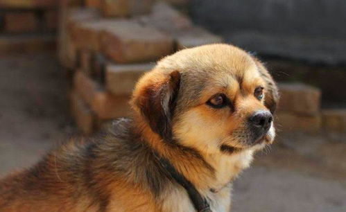 誓死 会保护主人的5种狗狗,中国2种犬上榜,最后一个太猛了