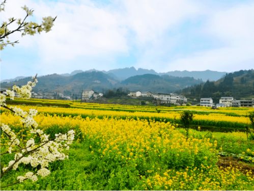 田埂怎么弄好看的花 田埂上种什么花好