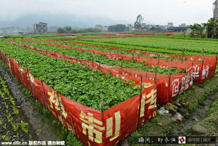 种菜出奇招 田间惊现大片 横幅 菜园 