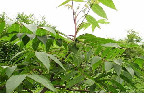 三尖杉育苗技术要点概括,三尖杉果实的种植