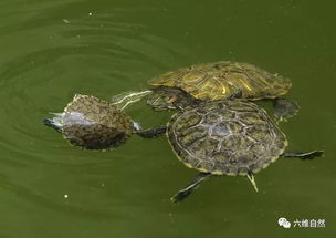 巴西龟太无情,成年龟组队联手咬死同类小龟,却不吞食不是为食物