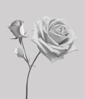 玫瑰花黑白图片 玫瑰花黑白图片设计素材 红动中国 