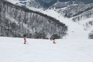 滑雪营招募 high玩粉雪天堂,是冬天最不应该错过的亲子旅行