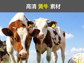 黄牛养殖场新农村农家乐畜牧加工大水牛图片素材 模板下载 8.80MB 其他大全 其他 