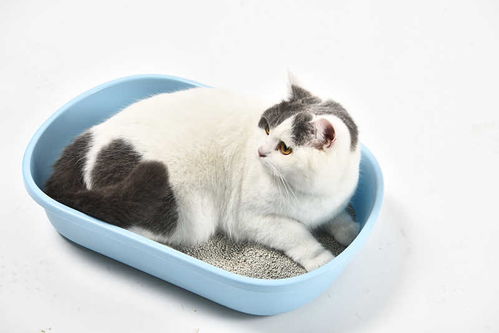 猫吃猫砂怎么办