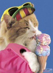 猫吃冰激凌会怎么样 给猫吃冰淇淋有什么害处吗 