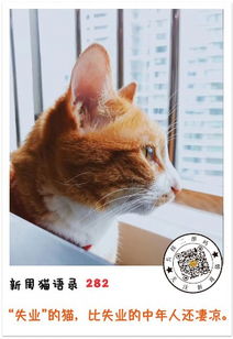 真正爱猫的人,不会去猫咪咖啡馆 