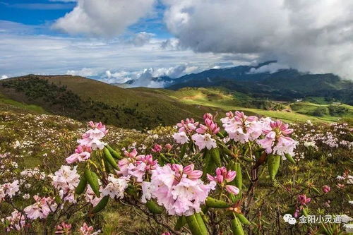 收藏好,明年去金阳看最美索玛花