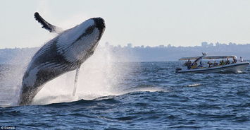 澳大利亚悉尼港座头鲸鱼跃而起 