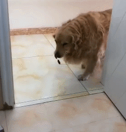 网友上厕所让狗狗帮忙拿点纸,但这货拿过来的要笑死个人