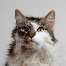 图片免费下载 可爱猫咪图片素材 可爱猫咪图片模板 千图网 