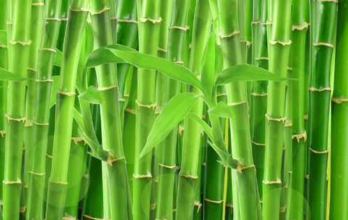 关于竹子的诗句有什么