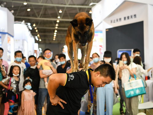 成都宠物学校上海哪家好