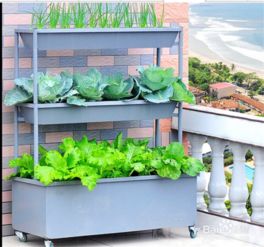 怎样在阳台上种植蔬菜,如何才能在阳台成功地种菜