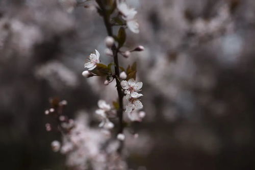 恰似花开怎么解释词语_行过雪原恰逢花期的意思？