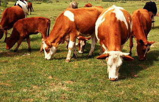 牛健康养殖的基本要点 