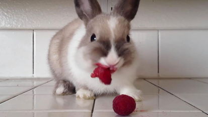 小兔子吃树莓视频蹿红网络 展示 烈焰红唇 
