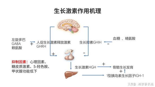 孩子生长激素低,怎么破