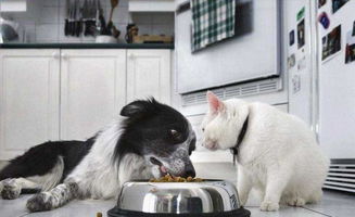 冬天里,别以为狗狗只需要吃狗粮就可以了 狗狗应该怎么喂