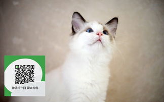 图 天津哪里有宠物猫出售,天津哪里有卖纯种布偶猫价格 天津宠物猫 