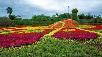 重庆南平到凤凰花海怎么走(尖顶坡免费停车场)