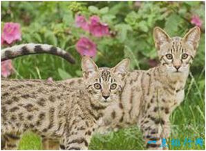 世界上最贵的猫,阿什拉猫一只售价2.4万美元,每年限量出售 