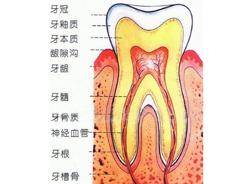 敏感牙齿能用电动牙刷吗 5千字超全干货奉上